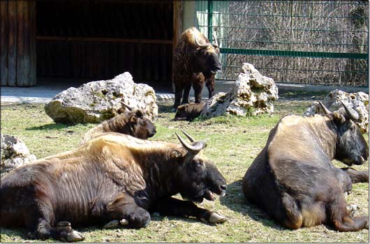 Den seltenen Takins gef�llt's gut - drum haben auch sie sich f�r Nachwuchs entschieden.