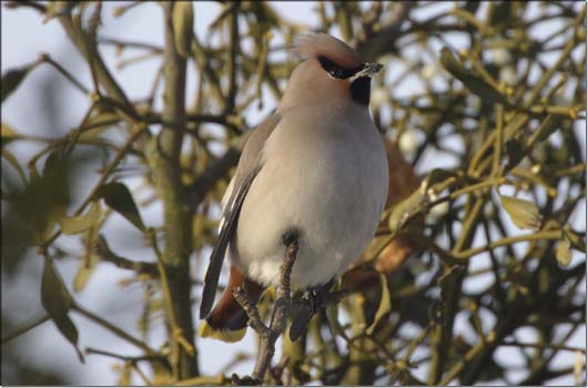 Seidenschwanz &copy; DeWiSt/T.Martin